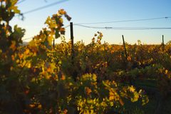 Wine Country Tour for Four
